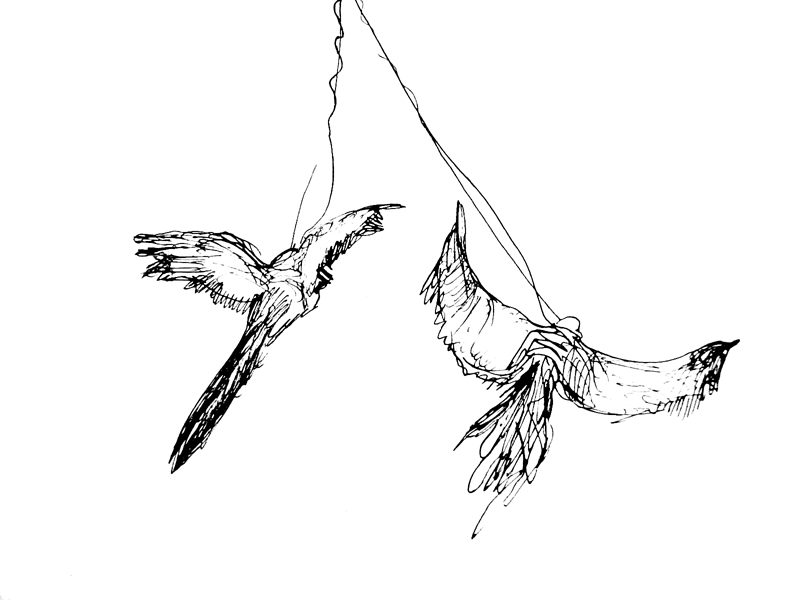 Birds ink on paper illustration